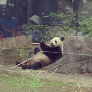 今日のパンダ